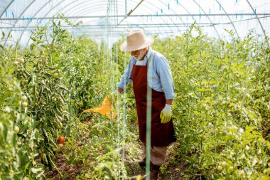 Serada domates yetiştiren kıdemli adam.