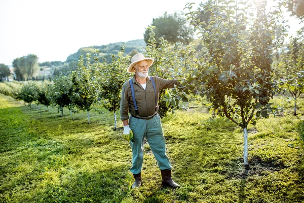 Ανώτερος άντρας στον οπωρώνα με τα μήλα — Φωτογραφία Αρχείου