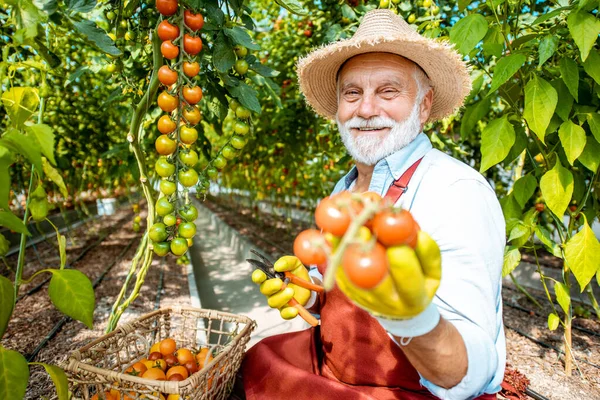 Hombre mayor recolectando cosecha de tomate —  Fotos de Stock