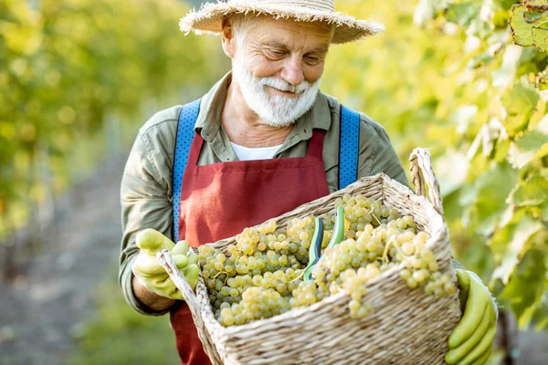 Старший винодел с виноградом на винограднике — стоковое фото