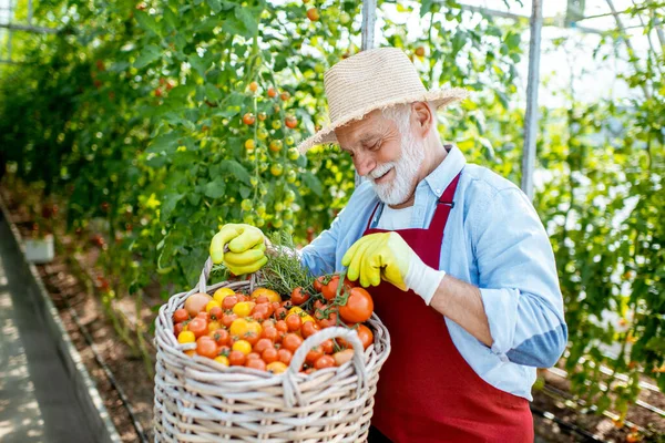 Hombre mayor con cosecha de tomate —  Fotos de Stock