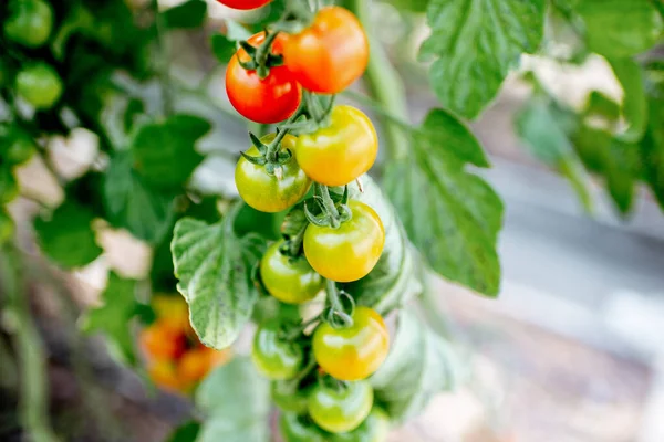 Zweig mit Tomatenanbau — Stockfoto