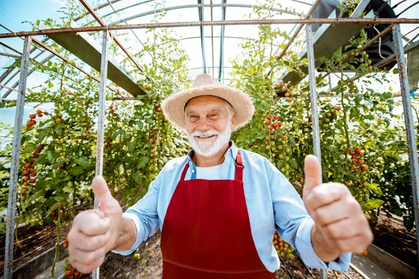Senior man on agricultural farm with tomatoes