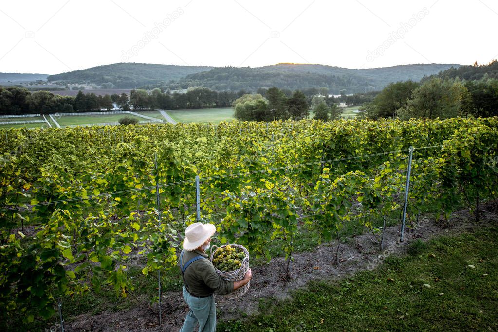Senior man with wine grapes on the vineyard