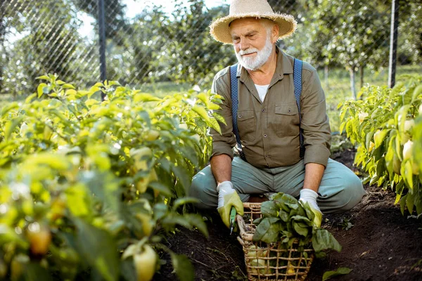 Senior die werkt aan een biologische moestuin — Stockfoto