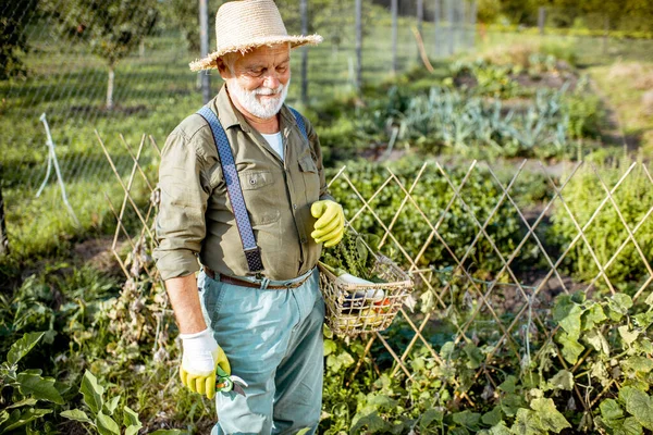 Senior trabalhando em uma horta orgânica — Fotografia de Stock