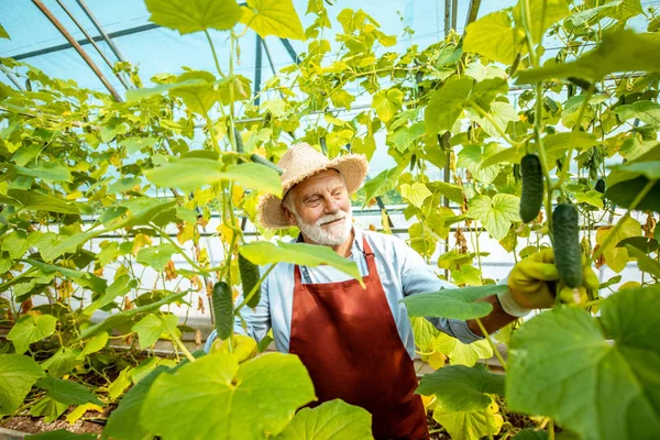 Hombre mayor cultivando pepinos en el invernadero —  Fotos de Stock