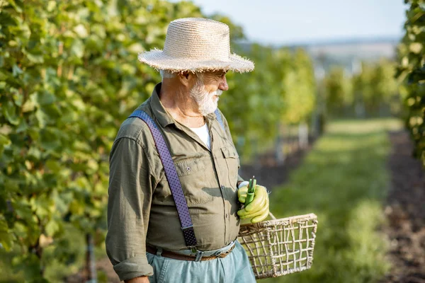 Senior-Winzer auf dem Weinberg — Stockfoto