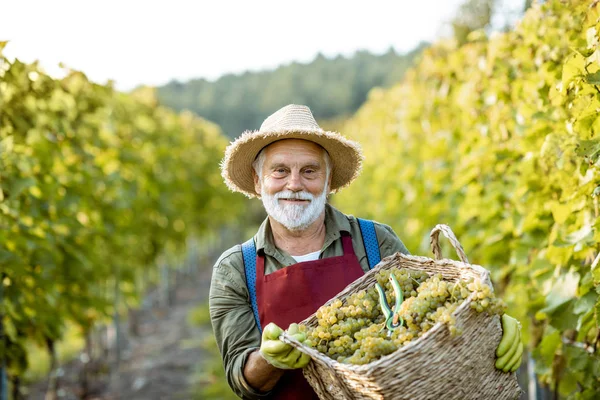 Starszy winiarz z winogron na winnicy — Zdjęcie stockowe