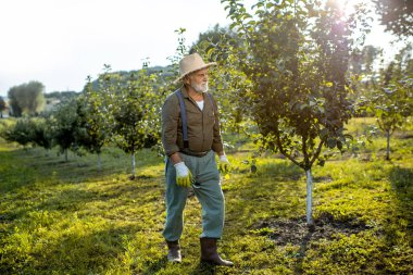 Elma bahçesindeki son sınıf öğrencisi.