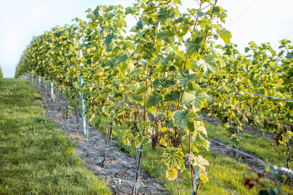 Rows of grapes on the vineyard