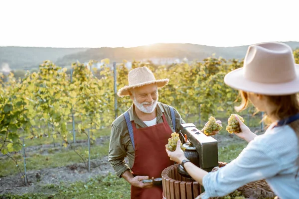 Homem sênior com jovem mulher pressionando uvas para a produção de vinho — Fotografia de Stock