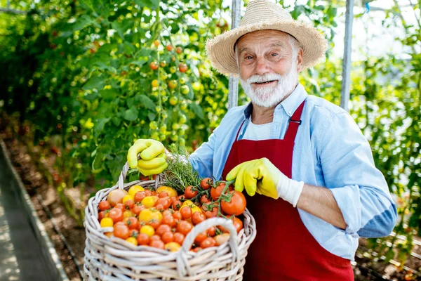 Hombre mayor con cosecha de tomate —  Fotos de Stock