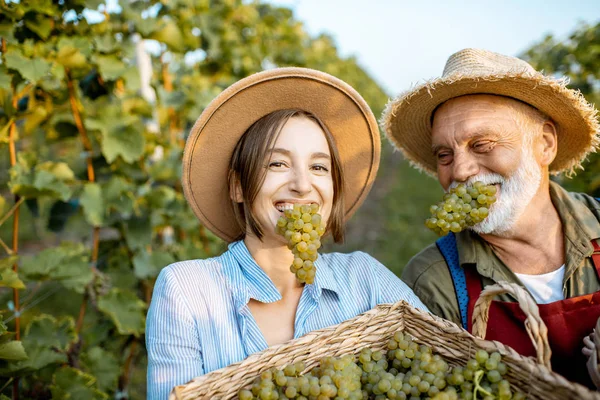 Homem sênior com mulher jovem colhendo na vinha — Fotografia de Stock