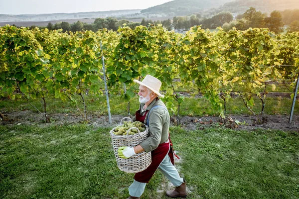 Hombre mayor cosechando en el viñedo — Foto de Stock