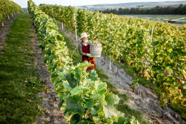 Wijngaard met mens die druiven oogst — Stockfoto