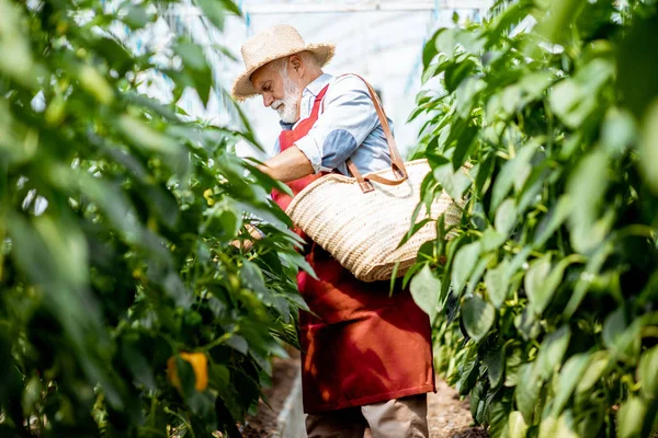 Senoir hombre cosechando pimientos en una granja — Foto de Stock