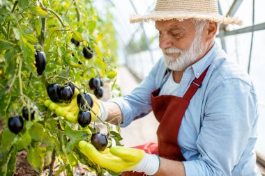 Serada tatlı biber yetiştiren son sınıf öğrencisi.
