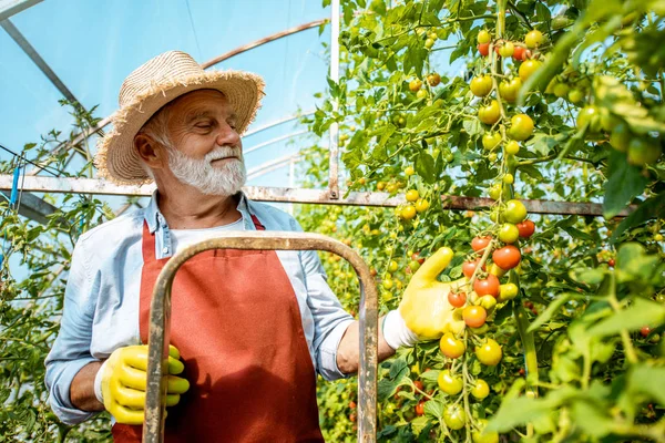 Старший человек, работающий на сельскохозяйственной ферме с томатной плантацией — стоковое фото