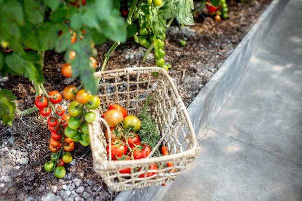 Tomates cherry en la granja ecológica — Foto de Stock