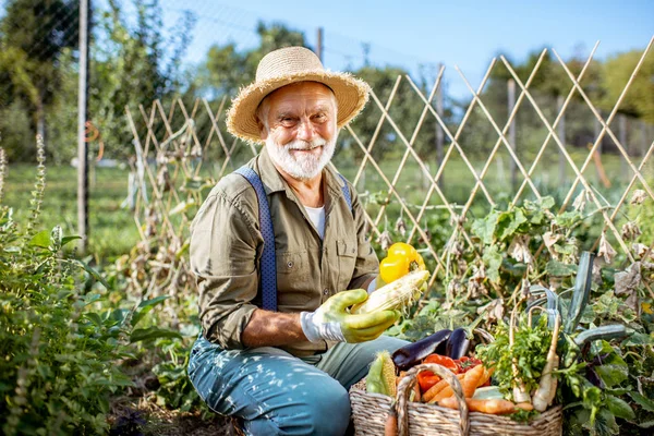 Senior pracujący w organicznym ogrodzie warzywnym — Zdjęcie stockowe