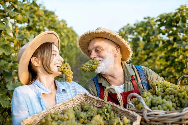 Senior avec jeune femme moissonneuse sur le vignoble — Photo