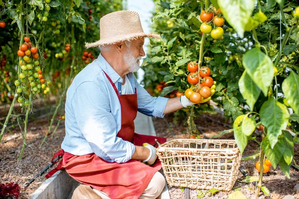 Starszy pan zbiera pomidory w szklarni. — Zdjęcie stockowe