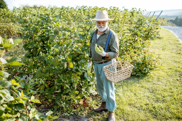 Senior man verzamelt bramen — Stockfoto