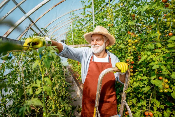 Hombre mayor trabajando en una granja agrícola con tomates —  Fotos de Stock