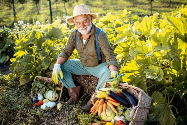 Старший мужчина с овощами в саду — стоковое фото