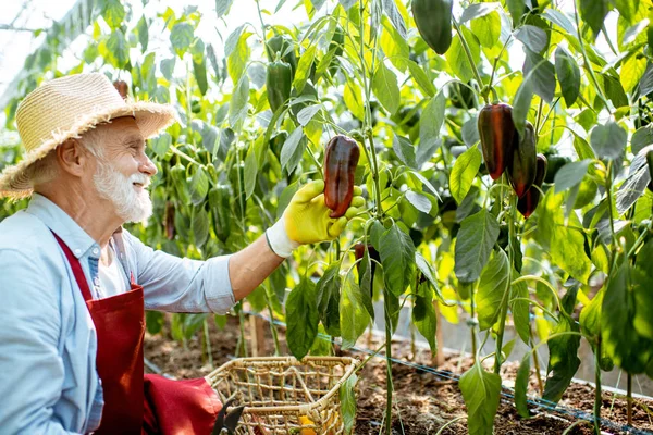 Старший собирает урожай перца в теплице — стоковое фото