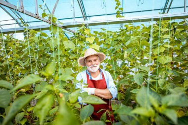 Serada salatalık yetiştiren kıdemli adam.