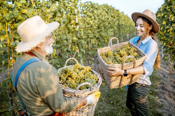 Hombre mayor con mujer joven con uvas en el viñedo — Foto de Stock