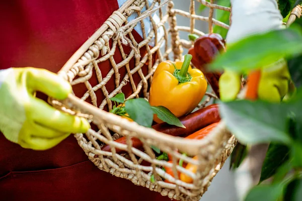 Cesta con pimientos dulces recién arrancados en una plantación —  Fotos de Stock