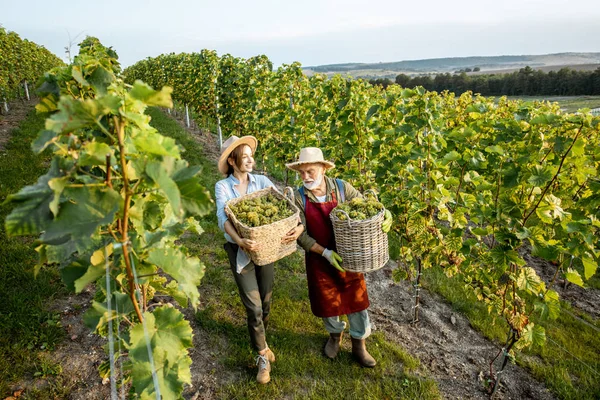 Hombre mayor con joven cosechando en el viñedo —  Fotos de Stock