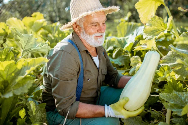 Hombre mayor trabajando en un huerto orgánico —  Fotos de Stock