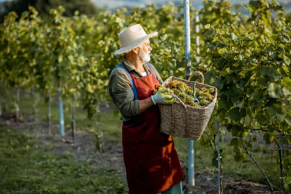 Enólogo senior con uvas en el viñedo —  Fotos de Stock