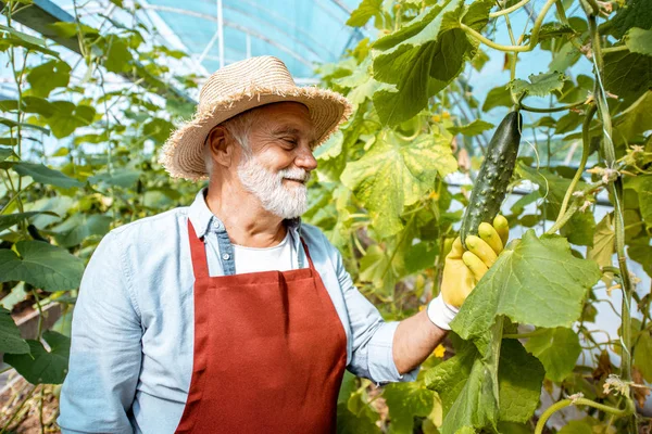 Senior man die komkommers kweekt in het hothouse — Stockfoto