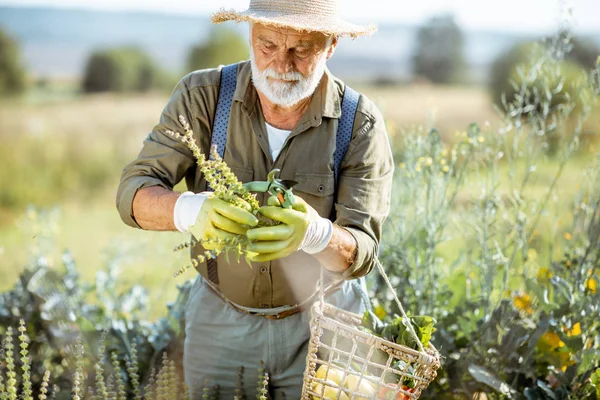 유기농 야채 밭에서 일하는 노인 — 스톡 사진