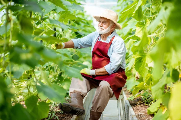 Hombre mayor en el invernadero con plantación de pepino —  Fotos de Stock