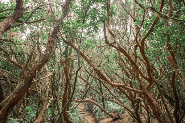Rainforest on Tenerife island — ストック写真