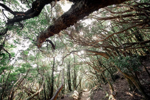 Floresta tropical no norte da ilha de Tenerife — Fotografia de Stock