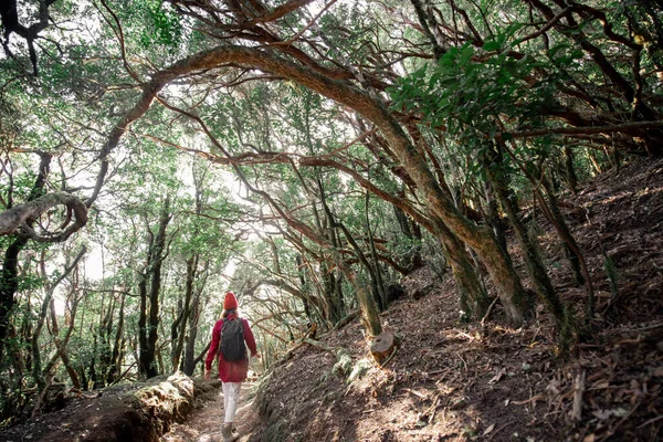 Floresta tropical na ilha de Tenerife — Fotografia de Stock