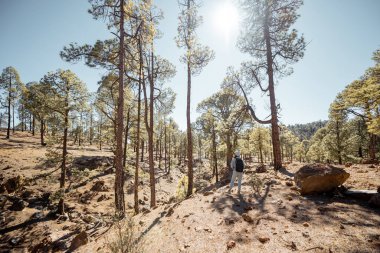 Pine forest on Tenerife island