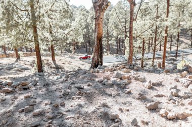Forest on the volcanic valley on Tenerife island