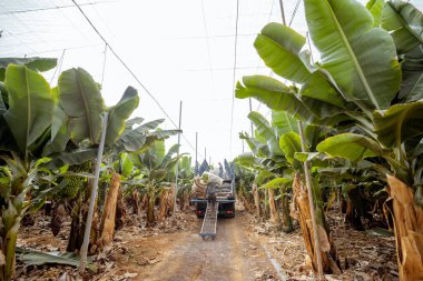 Harvesting on the banana plantation