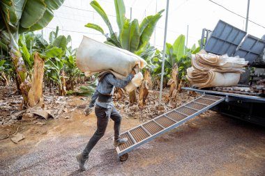 Harvesting on the banana plantation
