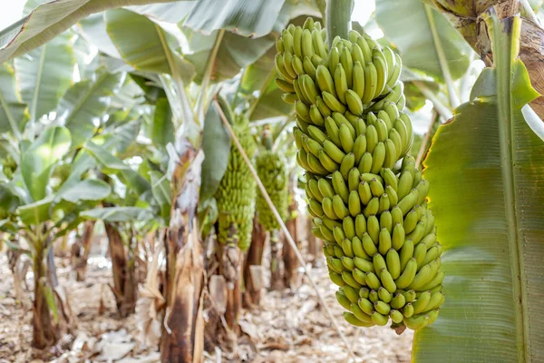 Bananas growing on the plantation — Stock Photo, Image