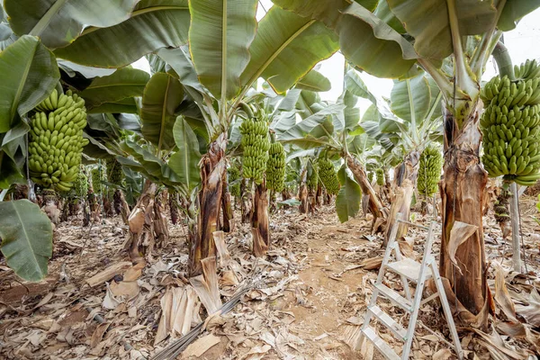 Banana plantation with harvest — Stock Photo, Image