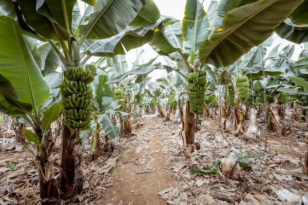 Banana plantation with harvest — Stock Photo, Image